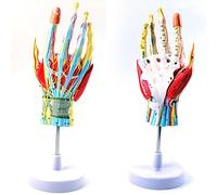 Strumenti Modello didattico, Modello di Anatomia della Mano Articolazione della Mano Muscolo Scheletrico Nervo vascolare Articolazione del Polso Chirurgia della Mano Modello didatt