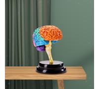 Strumento Di Anatomia Del Modello Del Cervello Umano Modello Di Funzioni