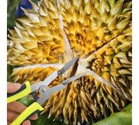Strumento di apertura dell'apri durian Manuale arrugginito ergonomico facile da