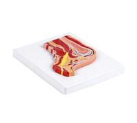 Strumento didattico anatomico per articolazione della spalla con struttura di muscoli e legamenti codificati a colori per l'allenamento clinico Modello anatomico della spalla