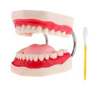Strumento Didattico per Il Modello Della Lingua Del Dente con Ingrandimento