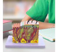 Struttura Dello Strato Della Pelle Gli Studenti di Scienze Mostrano La Struttura