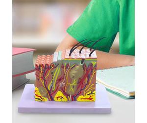 Struttura Dello Strato Della Pelle Gli Studenti di Scienze Mostrano La Struttura