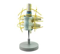 Struttura dettagliata del midollo spinale e il modello ampliati per lo studio di laboratorio di insegnamento clinico Modello permanente di insegnamento clinico del piano del PVC