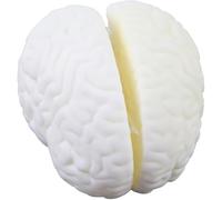 Struttura naturale del cervello di grandi dimensioni - Modello di emisfero della struttura del cervello a grandezza naturale - Ausili didattici for la biologia, Ausili for l'apprendimento degli