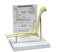 Studies Science Gift, Dog Skeleton Model Canine, Dog Knee Joint Anatomical Canine Ligament Function Model, for Teaching Medical Anatomy Surgery Skeleton - Office Educational Tool(Canine Elbow)