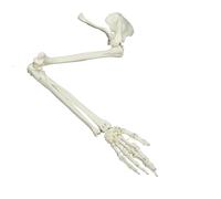 Studio anatomico a grandezza naturale del braccio umano Studio articolare modello scheletro modello educativo anatomico