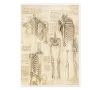 Studio anatomico, scheletro Poster di Leonardo da Vinci 70 x 90 cm Beige Quadri Decorazione per pareti