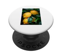 Studio botanico sugli alberi di limoni agli agrumi PopSockets PopGrip Adesivo