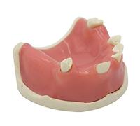 Studio dei Denti Modello di insegnamento Modelli Mandibolari orali Modelli ossei Umani Allenamento di piantagione di Ganasce Inferiore Dimostrazione Modello di Denti per l'educazione del paziente