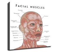 Study Guide Poster Facial Muscles Anatomy Canvas Wall-Art for Office Clinic Bedroom(Framed,16x24inch(40x60cm))