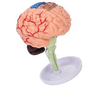 Stylebest Modello Anatomico 4D del Cervello Struttura Trasparente Strumento Educativo in Vinile per Studi di Anatomia e Apprendimento 1 unità