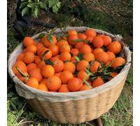 Succo di semi d'arancia - balcone arance, giardino esotico giardino roccioso serre balcone semi di vecchie varietà rari a spalliera 45pcs