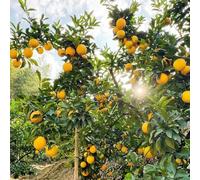 Succo di semi d'arancia - rari a spalliera arance, vecchie varietà resistenti semi 35pcs