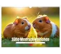 Süße Meerschweinchen (Wandkalender 2026 DIN A3 quer), CALVENDO Monatskalender: Sie piepsen nicht viel, aber sagen trotzdem, ich hab dich lieb.