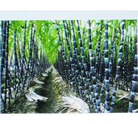 SUGAR CANE SEEDS * RUM * SYRUP * ROCK CANDY * SUGAR CRYSTALS * 6-18 FEET TALL