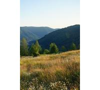 Summer Mountain Meadow - each page is half blank and half college ruled 100 pages