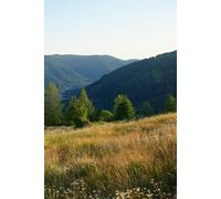 Summer Mountain Meadow - each page is half blank and half college ruled 100 pages