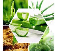 Sump Fresh 300Pcs Semi di aloe vera verde per piantare verde 1