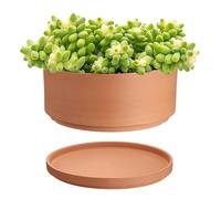 SUMTree Vaso basso in terracotta da 15,2 cm, vaso rotondo per piante grasse con foro di drenaggio