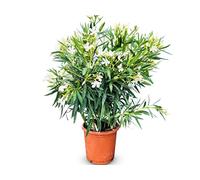 Sunny Tree Oleandro, colore bianco, 80-100 cm, pianta di Nerium Oleander per esterni, sempreverde in inverno, pianta mediterranea