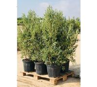 Sunny Tree - Olivo Olea Europaea a forma di cespuglio, albero sempreverde, resistente all'inverno, altezza 140-160 cm, vaso incluso