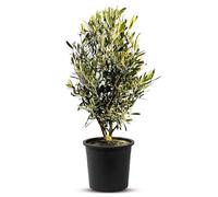 Sunny Tree - Olivo Olea Europea a forma di arbusto - Olivo sempreverde - Resistente all'inverno -18 - Altezza 80-100 cm con vaso - Prodotto