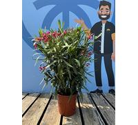 Sunny Tree Pianta - Oleandro - Nerium Oleander - Colore Rosso - Altezza 100-120 cm - Per Esterno - Verde sempreverde in inverno