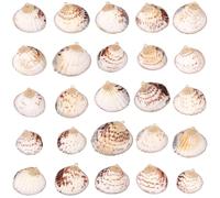 SUNNYCLUE 1 scatola da 30 ciondoli a forma di conchiglia a spirale elettrolitici con spiaggia, oceano, mare, conchiglie dorate, con anelli, per la creazione di gioielli, per adulti e donne, accessori