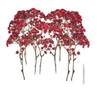 SUNOYA Fiori Secchi Decorativi, Fiori Secchi Naturali, Gypsophila Essiccata, 120 Pezzi Rami Di Gipsofila, Fiori Secchi Pressati Naturali, Fiori Secchi per Vasi Da Tavola, Decorazione Floreale Fai Da