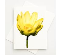 Sunshine Expressions Blooming Flowers - Biglietti fotografici in lino di alta qualità, 24 con 26 buste abbinate, confezione da 10,8 x 14 cm, interno bianco, realizzati negli Stati Uniti