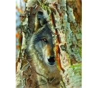 Sunsout - Puzzle Incontro con i lupi - 500 Pezzi