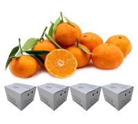 Super Risparmio di Gruppo per kg.60 di CLEMENTINE di Corigliano-Rossano Calabria - Agrumi Mandarini Mandarancio