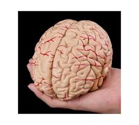 Supkancl 1:1 Dissezione Cervelli Anatomia Nessuna Etichetta con Magnete Modello Cervello Medico Anatomico Umano Modelli Psicologia