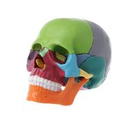 Supkancl 15 Pezzi 4D smontato Colore Cranio Modello anatomico Staccabile Strumento di insegnamento Medico(Taglia Unica)