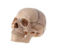 Supkancl 15 Pezzi 4D smontato Colore Cranio Modello anatomico Staccabile Strumento di insegnamento Medico(2)
