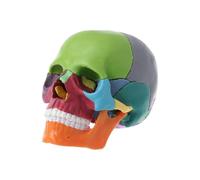 Supkancl 15 pz 4D Smontato Colore Cranio Modello Anatomico Medicina Umana Anatomia Testa Studiare Materiale Didattico SKEL