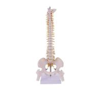 Supkancl 45 Centimetri A Grandezza Naturale Colonna Vertebrale della Umana Anatomico Modello di Anatomia Scheletro Strumento Forniture Mediche Strumenti