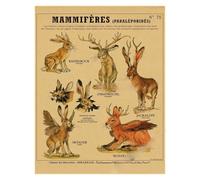 Supkan natomia della Sirena Poster Uccello Creature curiose Stampe su Carta Kraft Vintage Home Room Cafe Bar Art Decorazione Parete Pittura estetica(19,A3 16.5x11.8inch)