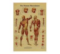 Supkan natomia E Fisiologia Poster Carta Kraft Stampe La Struttura del Corpo Scheletro Vintage Home Room Arte Medica Decorazione della Parete Pittura(4,A3 16.5x11.8inch)