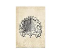 Supkan natomia Scheletro di Arte della Parete della Tela Canapa Pittura d'Epoca Immagini A Nordic Poster E Stampe for L'arredamento Dell'ufficio del Medico Ospedaliero(B,60X90 cm No Framed)