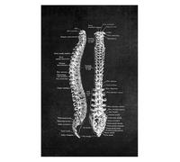 Supkan natomia Umana Opera d'Arte Stampa Medica Immagine da Parete Scheletro Organo Muscolo Retro Nero Bianco Poster Body Education Canvas Painting(16,21x30cm Canvas)