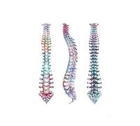 Supkan ones della Colonna vertebrale Scheletro Watercolor Art Canvas Pittura Poster Poster Anatomia Medicina Clinica Disput for la casa(F,50X70CM No Frame)