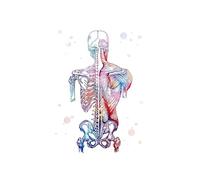 Supkan ones della Colonna vertebrale Scheletro Watercolor Art Canvas Pittura Poster Poster Anatomia Medicina Clinica Disput for la casa(A,30X40CM No Frame)