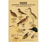 Supkan reature curiose Poster retrò Sirena Uccello Dinosauro Carta Kraft Vintage Home Study Room Bar Decor Arte estetica Pittura murale(8,A3 16.5x11.8inch)