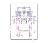 Supkan onna Uomo Corpo Scheletro Anatomia Acquerello Stampa Studente di Medicina Scienza Chirurgia Anatomica Poster Home Wall Decor Doctor Gift(5,30x40cm No Frame)