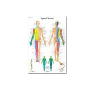 Supkan ducazione Medica ospedaliera Poster Muro di Decorazioni Scolastiche e Stampa Il Sistema Anatomia del Corpo Umano in Tela Pittura Senza Cornice(I,40X60cm No Frame)