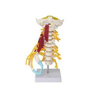 Supkan RT040 Modello della Colonna vertebrale 1: 1 a grandezza Naturale Human Advanced Cervical Anatomy Medical Science Risorse didattiche