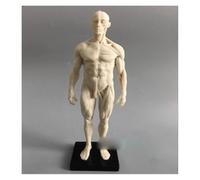 Supkancl Il Disegno CG della Scultura Medica da 30 cm Si riferisce al Modello anatomico del muscoloscheletrico Umano con la Struttura Cranio(Male)