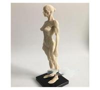 Supkancl Il Disegno CG della Scultura Medica da 30 cm Si riferisce al Modello anatomico del muscoloscheletrico Umano con la Struttura Cranio(Female)